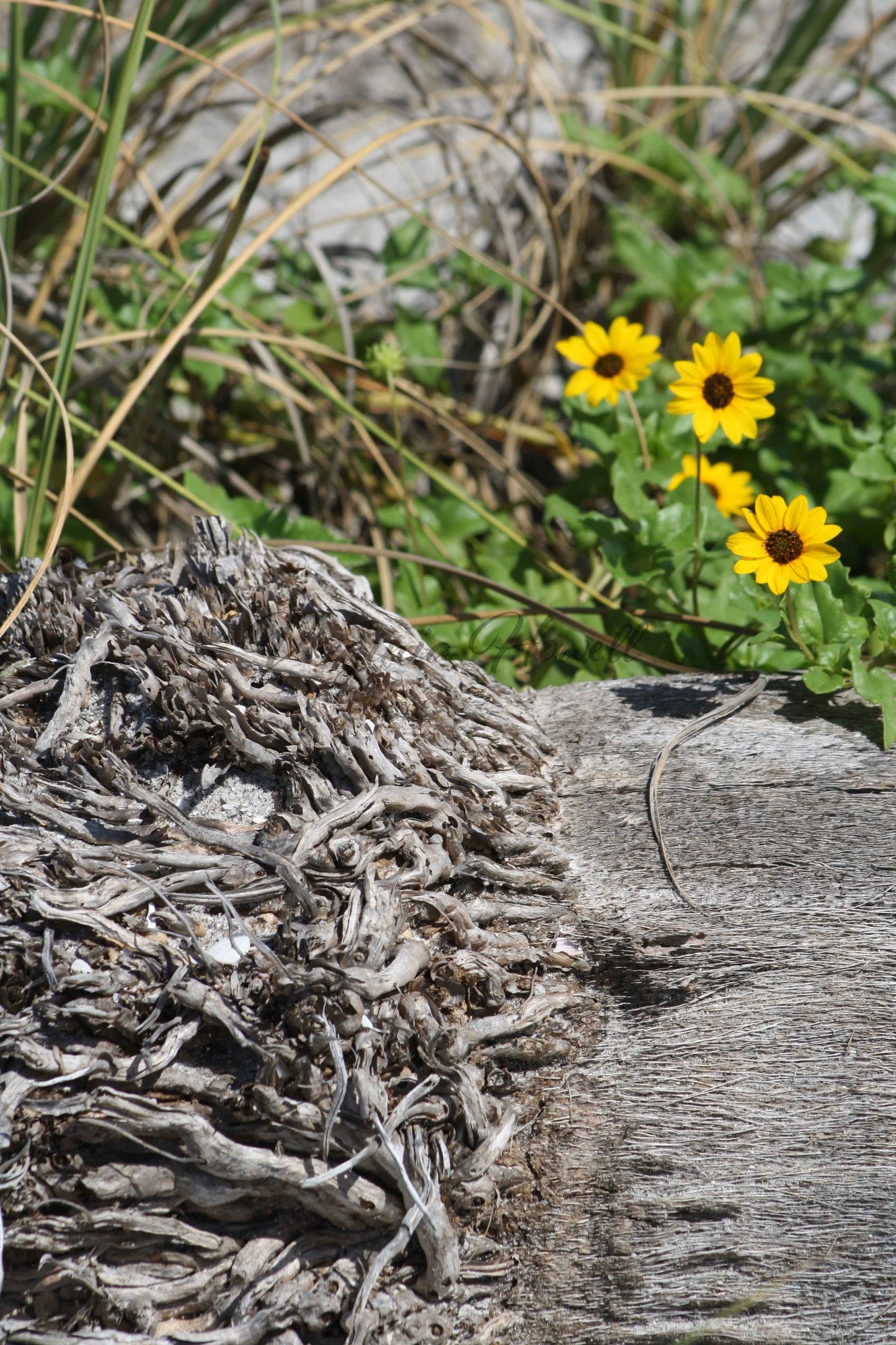 Flowers and Roots