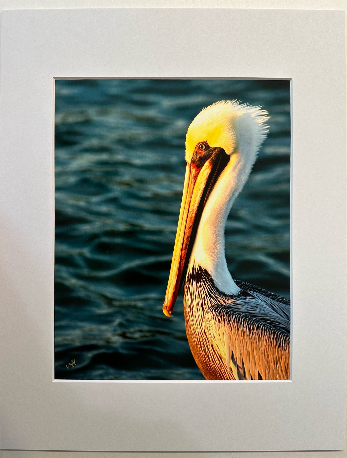 Pelican Pete (Two or more of any prints, $30 per print) Free Shipping
