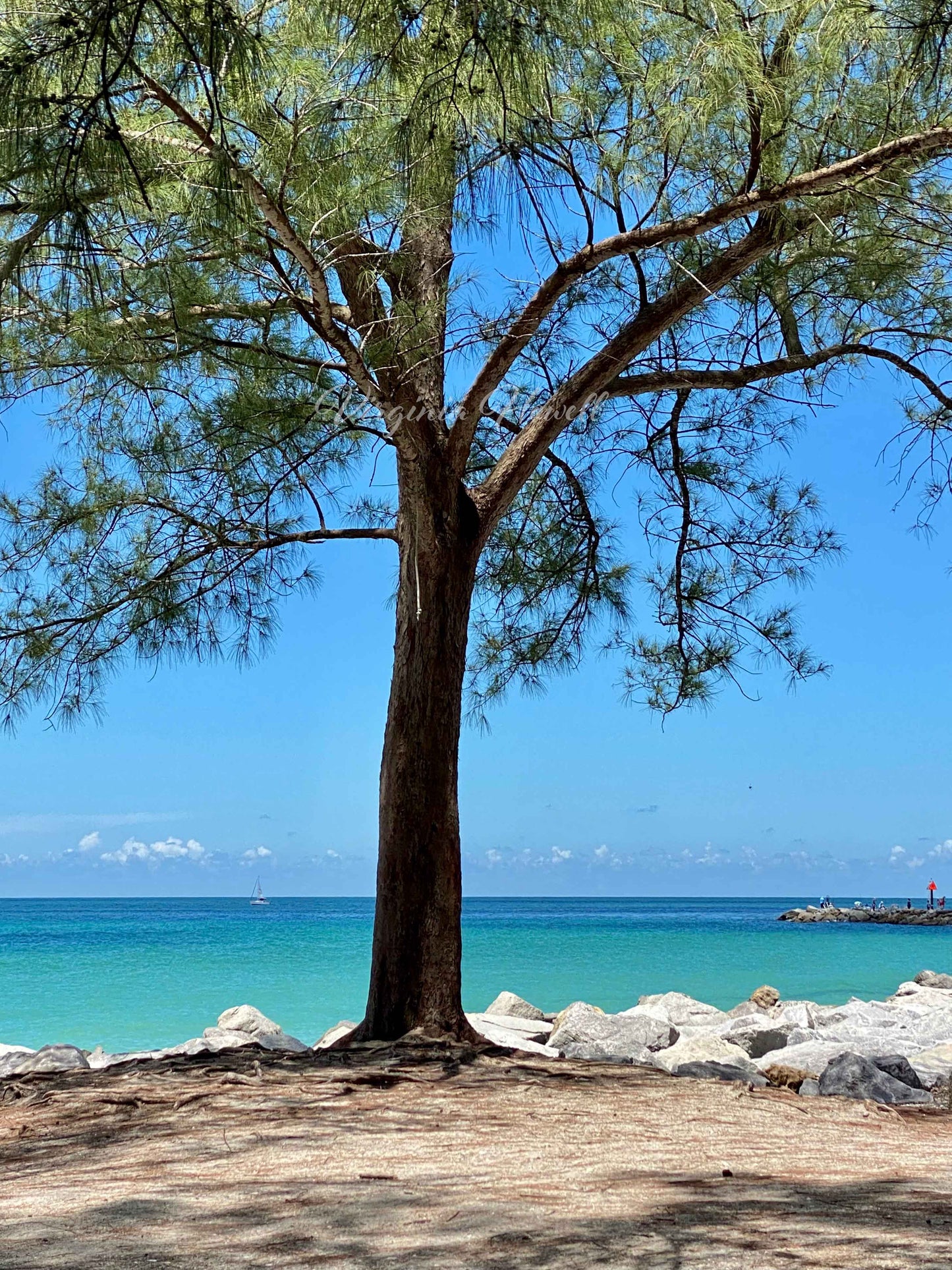 The Tree at the Jetty