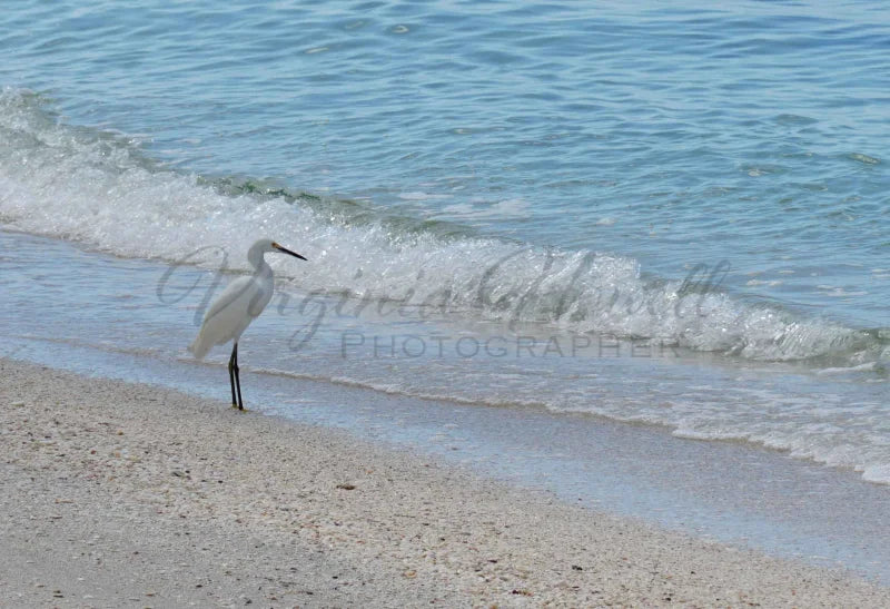 Shoreline Friend Photo
