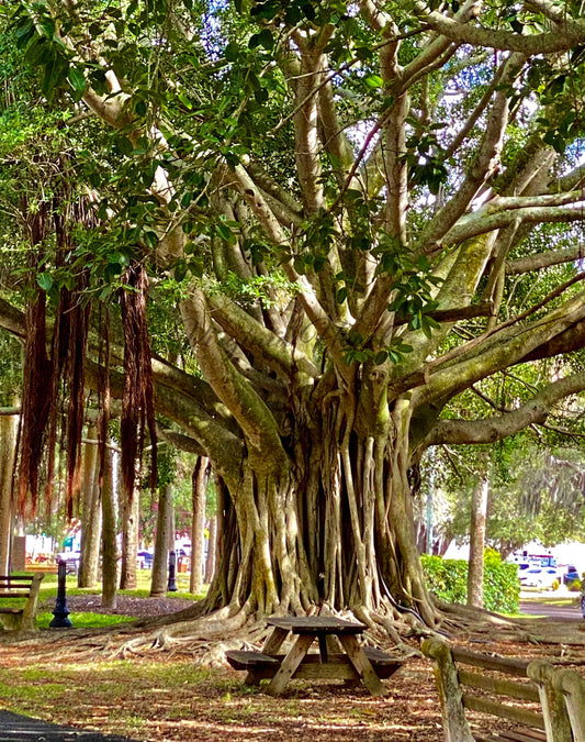 Banyan Beauty 2