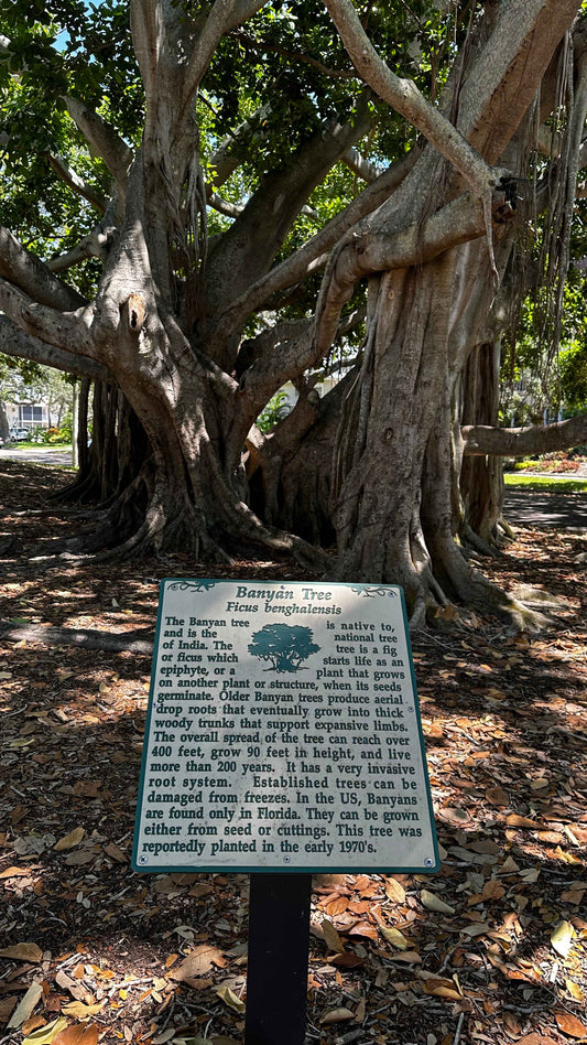 Banyan Sign