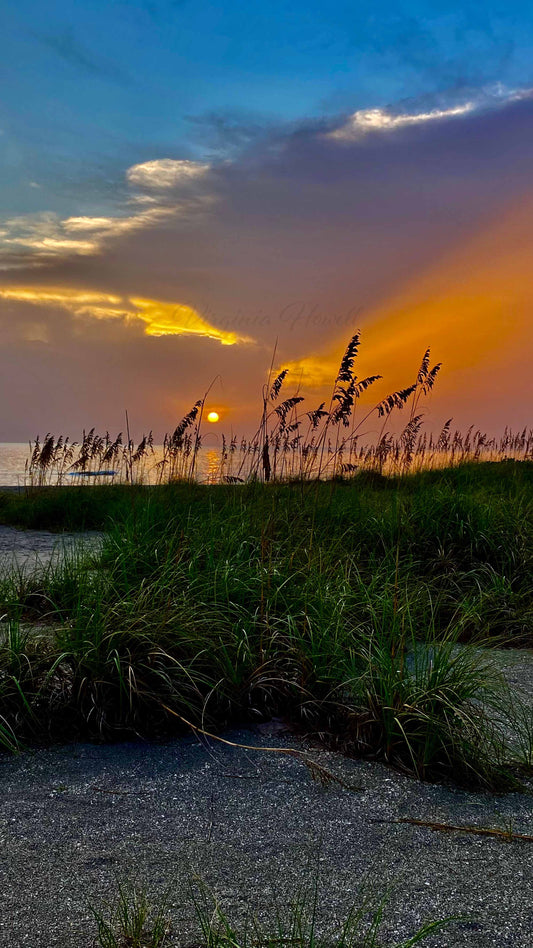 Sea Oats Sunset