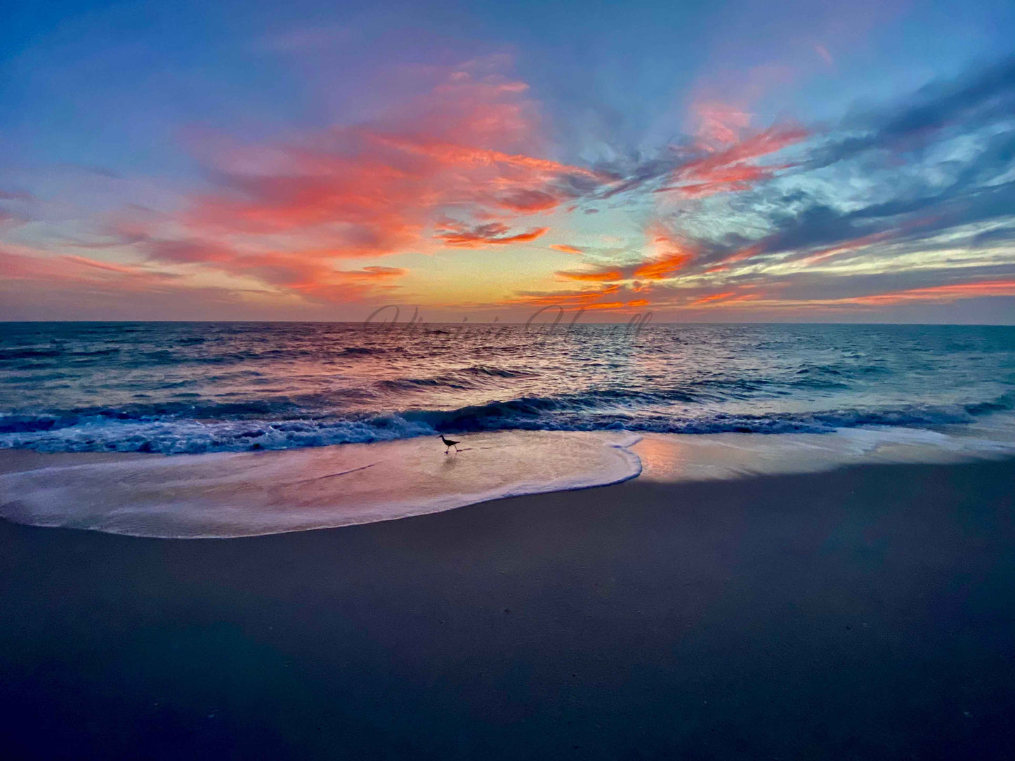 Solo Sandpiper Sunset