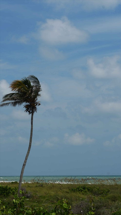 Windblown