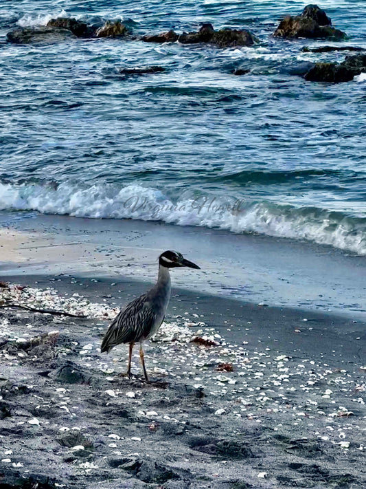 Yellow Crowned Night Heron on the Beach