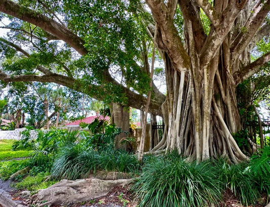 Banyan Beauty Photo