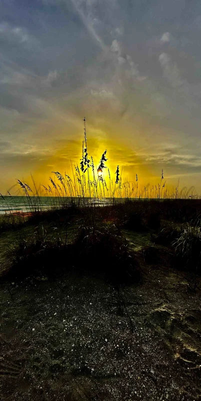 Framed Sea Oats Photo