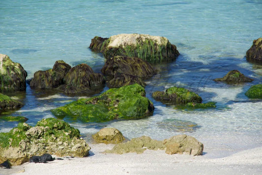 Rocky Shore Photo