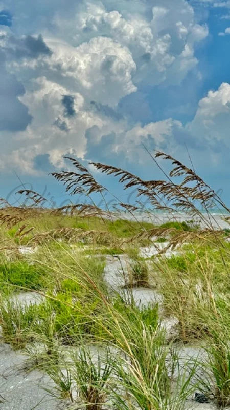 Sea Oats At The Beach Photo